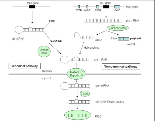 Figure 1. MicroRNA biogenesis (modified from Dai and Zhou, Open Access Bioinformatics 2010;2:29-39).