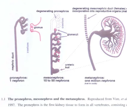 Fig. 1.1 The pronephros, mesonephros and the metanephros. Reproduced from Vize, et al., 