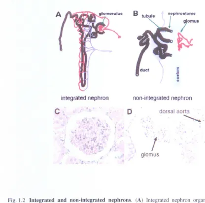 Fig. 1.2 Integrated and non-integrated nephrons. (A) Integrated nephron organisation. A 