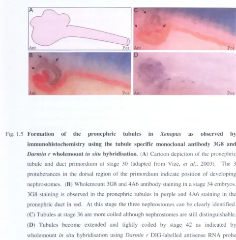 Fig. 1.5 Formation 