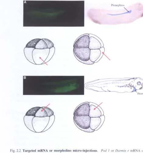 Fig. 2.2 Targeted mRNA or morpholino micro-injections. Pod I or Darmin r mRNA or 