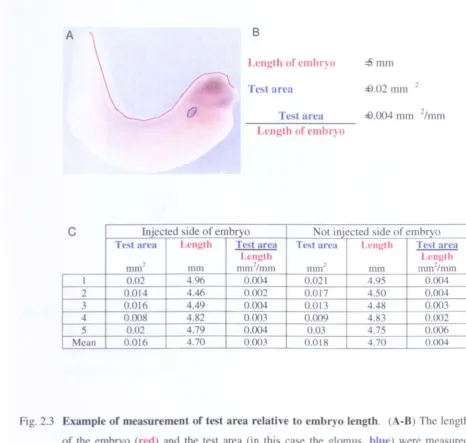 Fig. 2.3 Example of measurement of test area relative to embryo length. (A-B) The length 