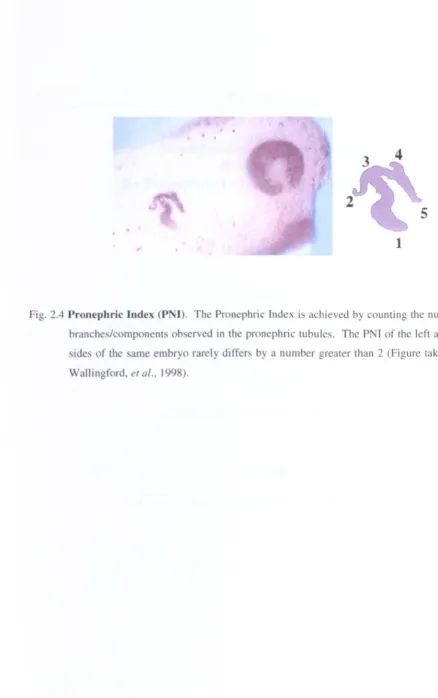 Fig. 2.4 Pronephric Index (PNI). The Pronephric Index is achieved by counting the number of 