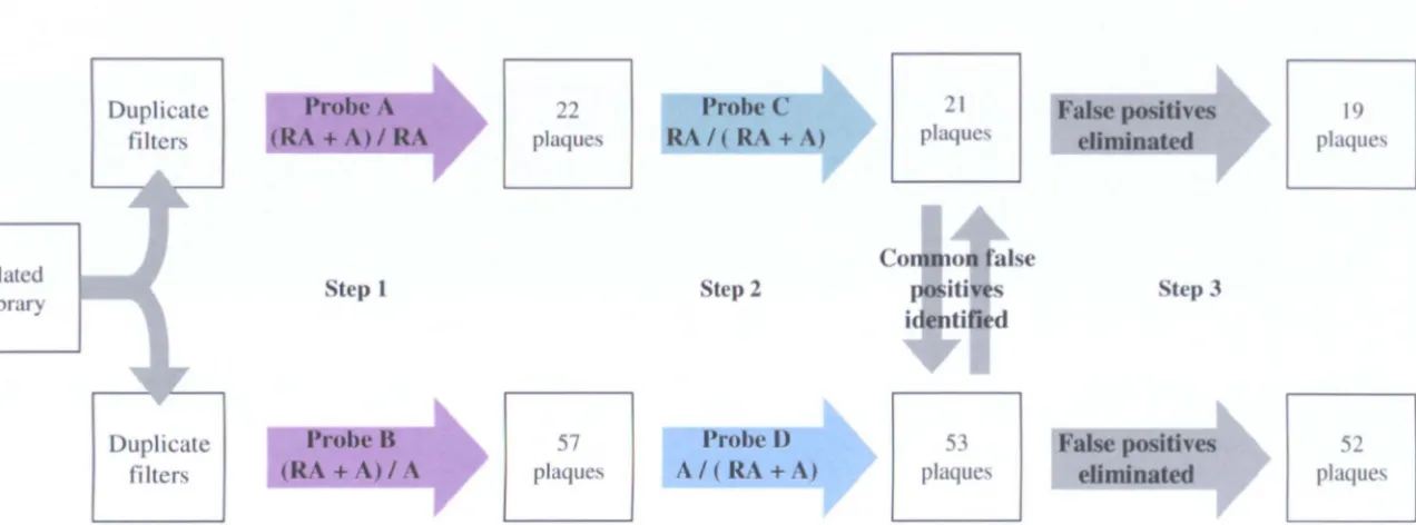 Fig. 3.4 Stage 13 phagemid cDNA library screening. Plaque lifts were taken of the phagemid cDNA library and analysed by hybridisation using the subtracted probes