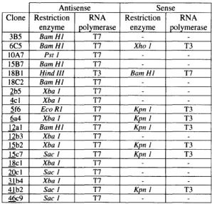 Table 3.3 Preparation of antisense DIG-labelled RNA probes for initial whole mount in situ hybridisation