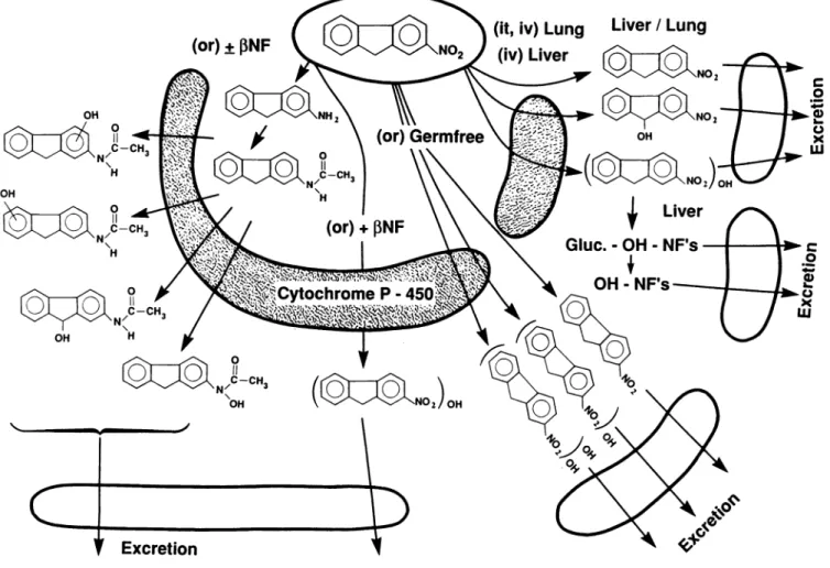 FIGURE 2. The pathways for the metabolism of 2-nitrofluorene.