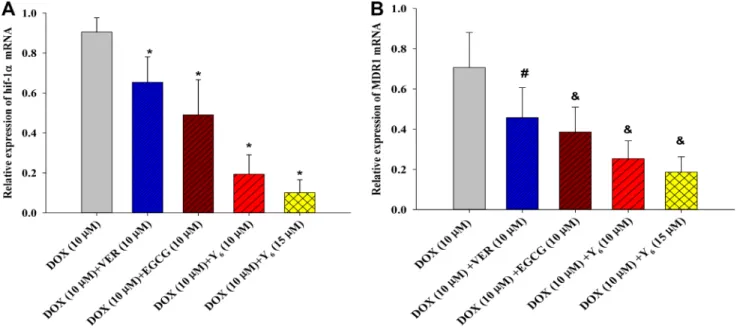 Figure 4: The expression of hif-1α and MDR1 genes were measured in BEL-7404/DOX cells by RT-PCR analysis