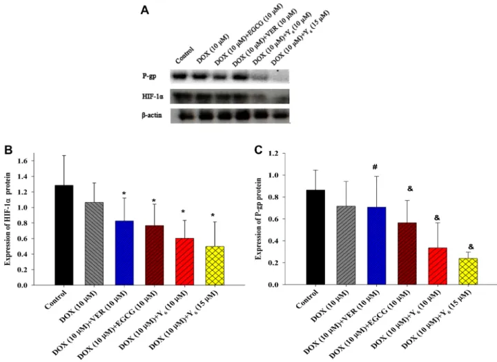 Figure 5: The expression of HIF-1α and P-gp proteins.  (A) The expression of HIF-1α and P-gp proteins were measured in BEL-