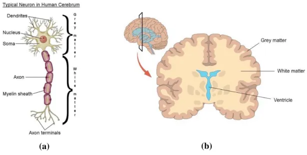 Figure 1.1.  a) The structure of a typical neuron in human brain [3]. b) A vertical cut of  brain showing grey matter and white matter tissues [4]