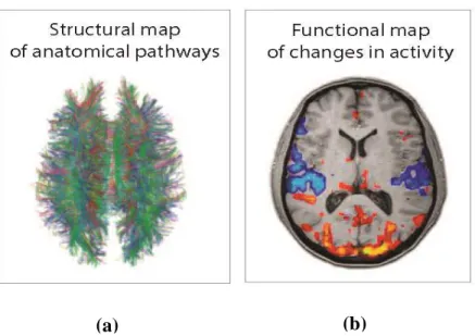 Figure 1.2.  a) White matter fiber tracking using DTI. b) Functional connectivity map  showing the coactivation between some brain regions [7].