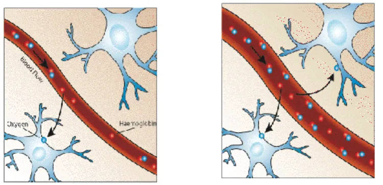 Figure 1.3. Increasement in blood flow resulted from brain neural activity leads  to increasing glucose and oxygen and decreasing in deoxyhemoglobin [17]