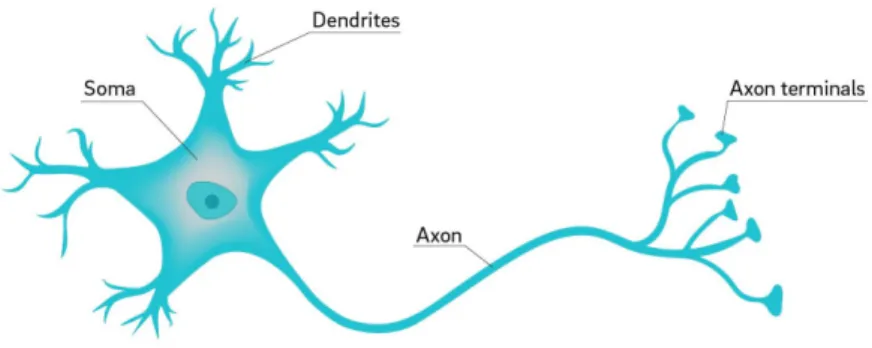 Figure 4.2: An image of a biological neuron [25].