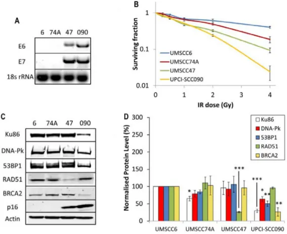 Figure 1: Analysis of radiosensitivity of HPV-negative and HPV-positive OPSCC cells and correlation with DSB repair  protein levels