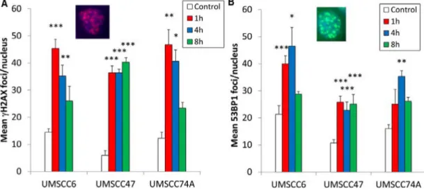 Figure 3: Analysis of IR-induced γH2AX and 53BP1 foci formation in HPV-negative and HPV-positive OPSCC cells