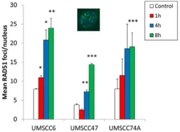 Figure 5: Comparative efficiency of the repair of DNA SSBs and alkali-labile sites in HPV-negative and HPV-positive  OPSCC cells