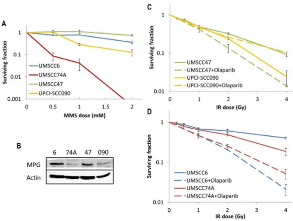 Figure 7: Analysis of MMS sensitivity and PARP inhibition on the radiosensitivity of HPV-negative and HPV-positive  OPSCC cells