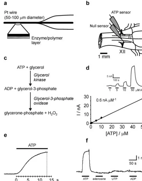 Figure 1.Principle and performance of ATP biosensors and their placement on the ventralsurface of the medulla oblongata