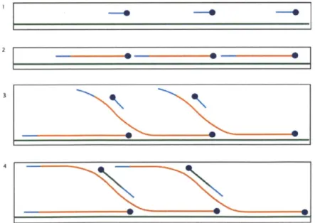 Figure  1-3:  Whole  genome  amplification  (WGA).  (1)  The  random hexamers  (represented by  a blue  line)  bind  to  the  denatured DNA  (represented by  a  green  line)