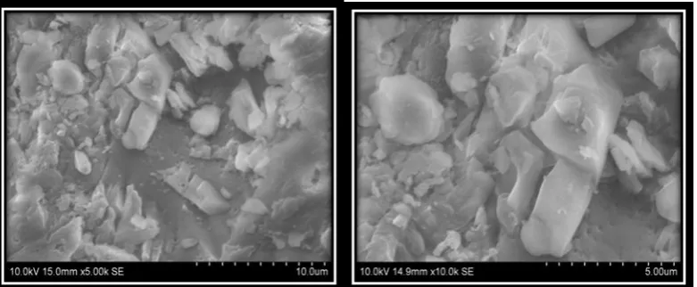 Figure 7: SEM Images of microsponge containing Ethyl cellulose.  