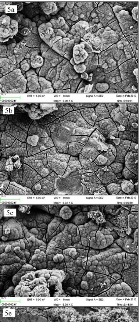 Figure 5. SEM image of a Ti-discs after incubation in SBF for 1 week (x 5,000) (a) B = blasted; (b) AH = alkali and heat treated; (c) AO = anodically oxidized; (d) HA = hydroxyapatite coated; (e) B- = blasted titanium incubated in non laminin containing SB