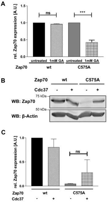Figure 4: The Hsp90/Cdc37 complex stabilizes the expression of Zap70C575A.  A. For inhibition of Hsp90, P116 cells were 