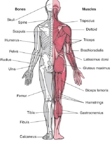 Fig 1.View of MSD from Backside. 