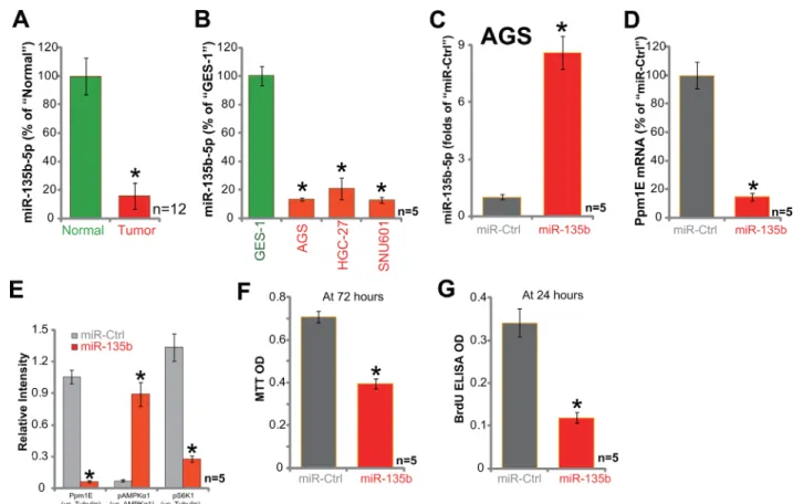 Figure 5: Exogenous expression of miR-135b-5p leads to Ppm1E depletion, AMPK activation, and proliferation  inhibition in AGC cells