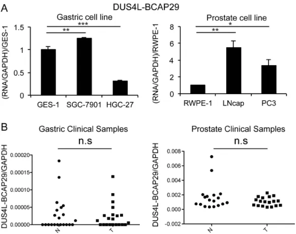 Figure 2: Quantification of DUS4L-BCAP29 expression in gastric and prostate tissues and cell lines