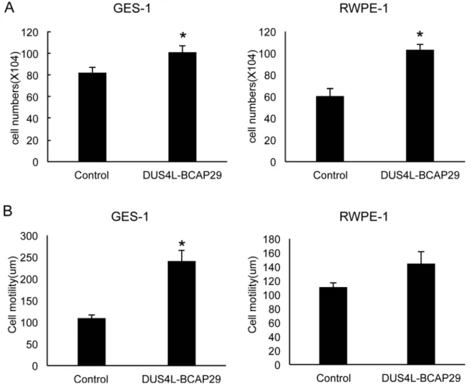 Figure 4: Gain-of-function system.  Cells were transfected with either empty vector “control” or the plasmid expressing the fusion  “BCAP29”
