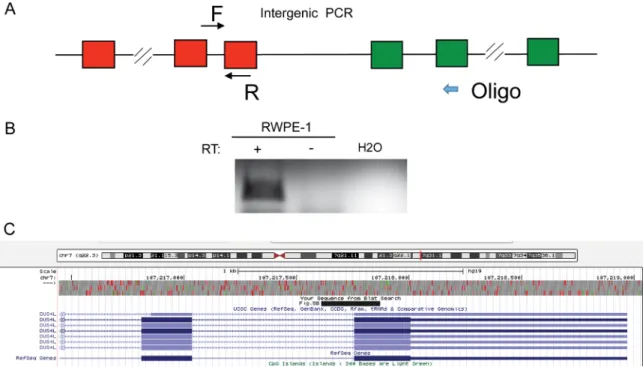 Figure 5: DUS4L-BCAP29 is a product of transcriptional read-through.  (A) Scheme of the experiment