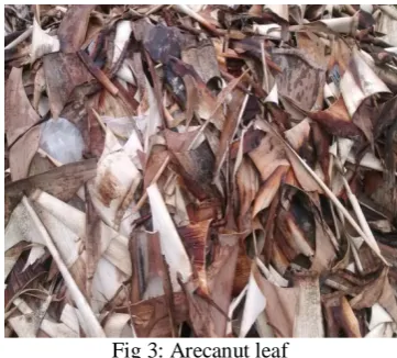 Fig 3: Arecanut leaf 