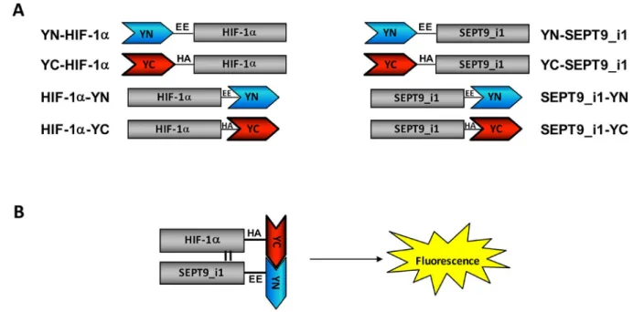 Figure 1: Construction of split-YFP HIF-1α and SEPT9_i1 chimeras.  (A) Illustration of HIF-1α and SEPT9_i1 split-YFP  different chimeras containing a flexible linker (black line) with EE or HA tagging for YN and YC chimeras, respectively