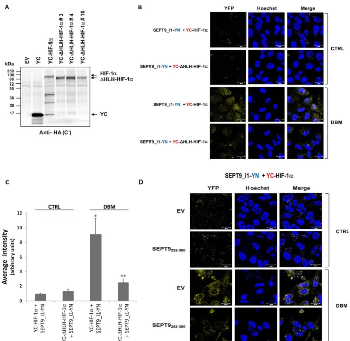 Figure 4: Disrupting YC-HIF-1α/SEPT9_i1-YN interaction decreases BiFC signal.  (A) HEK-293T cells were transiently  transfected with pCDNA3.1(+) empty vector (EV), pCDNA3.1(+) with YC only (YC), YC-HIF-1α or YC-DHLH-HIF-1α constructs (clones  #3, 4 and 10)