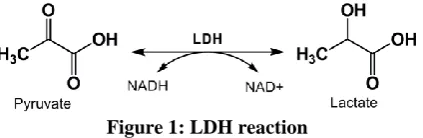 Figure 1: LDH reaction 