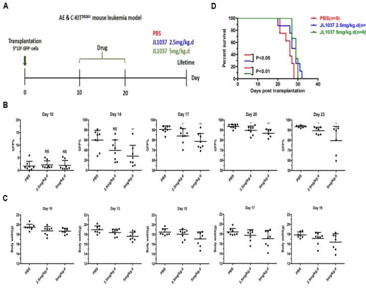 Figure 7: JL1037 prolongs survival of leukemia mice.  ( A )  In vivo therapeutic strategy of JL1037 on AE &amp; C-KIT murine leukemia  model