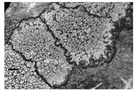 Figure 7. Fusion of adjacent thalli (arrows) of the lichen Rhizocarpon geographicum 