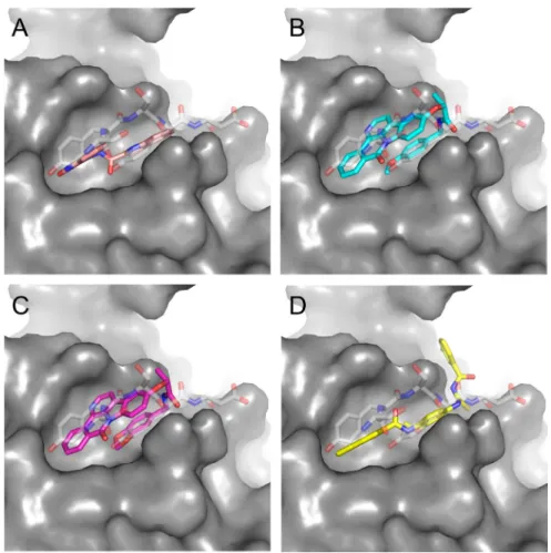 Figure 5:  Predicted binding mode of compounds to Aurora-A. The hydrophobic groove at the N-terminal lobe of Aurora-A is shown 