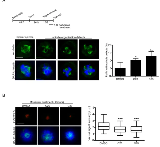 Figure 6: Effects of treatment with the C20 and C23 inhibitors on mitotic spindle structure and Aurora-A activity in  U2OS cells