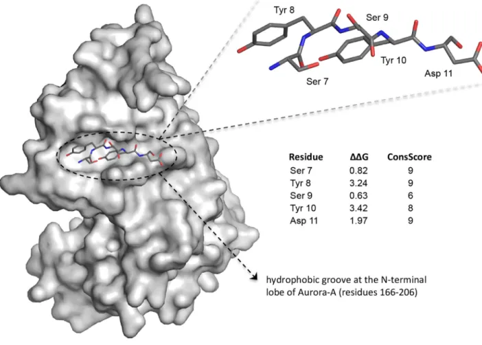 Figure 1: Analysis of the Aurora-A/TPX2 interaction interface and hot spots identification