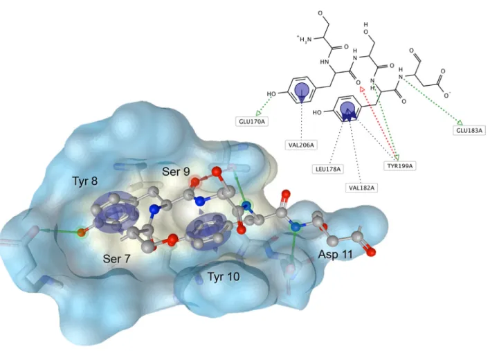 Figure 2: Pharmacophore hypothesis of the Aurora-A/TPX2-7-11 interaction.  Residues 7-11 of human TPX2 (balls-and- (balls-and-sticks) were identified as a hot spot of interaction and used to derive a PH (arrows for projections and centroids) at a shallow h