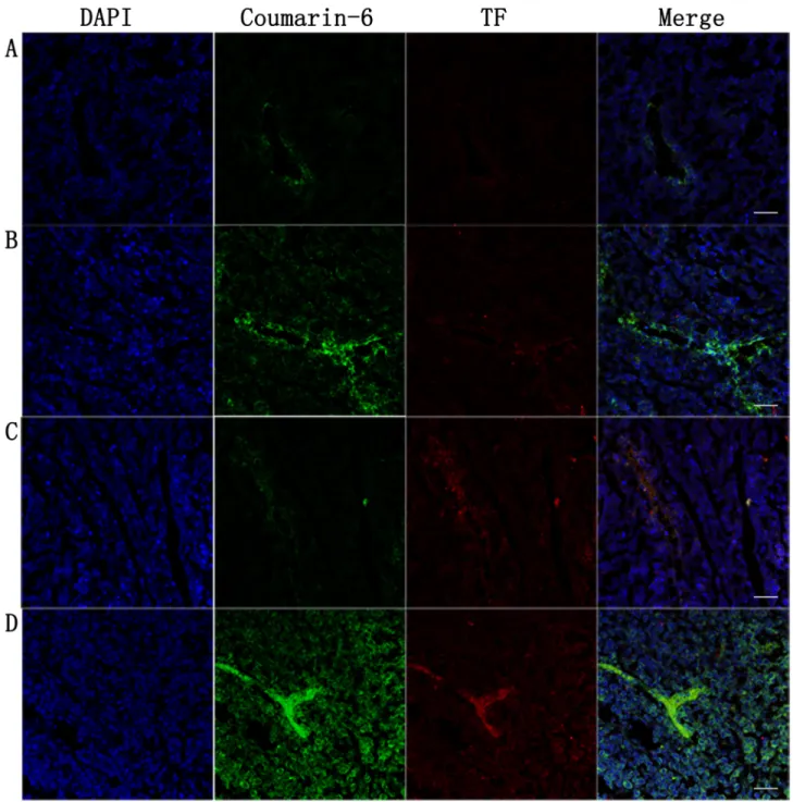 Figure 10: Tumor were harvested for insections at 24h post-PDT to estimate nanoparticles accumulation and TF 