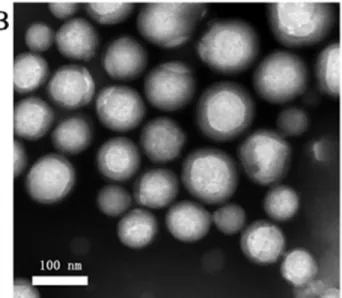 Figure  1:  Characterastics  of  different  nanoparticles.  The observation under TEM of NP  A