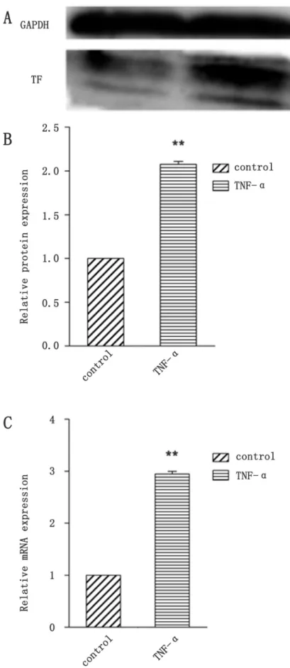 Figure 2: Identification of BCECs TF expression by TNF-α stimulation.  A. TF protein expression of BCECs was analyzed  by western blotting;  B