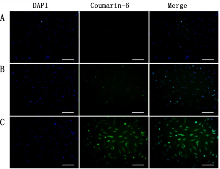 Figure  3:  Uptake  of  coumarin-6-labeled  nanoparticles  by TNF-α-stimulated  BCECs  at  37 o C for 3h was observed 
