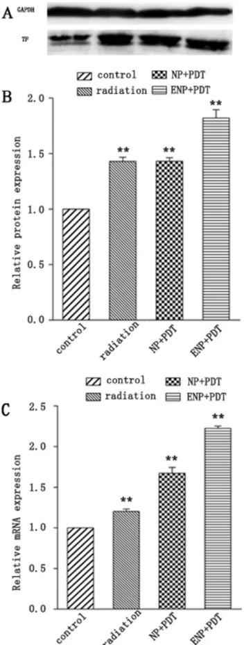 Figure 6: TF expression of BCECs post-PDT.  A.TF protein expression was analysized by western blotting and normalized by  GAPDH and blank BCECs;  B
