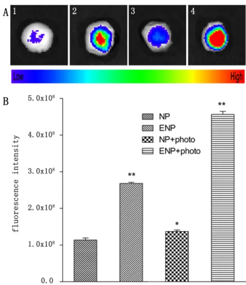 Figure 8: Tumors were incised at 24 h post-PDT for ex vivo multispectral fluorescent imaging