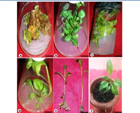 Table 2: Shoot regeneration from Callus of Atropa acuminata Shoot regeneration Number of days taken Mean number of 