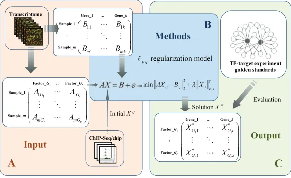 Figure 9: Workﬂow of gene regulatory network inference with ℓp,q regularization.