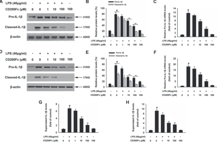 Figure 1: Effects of CD200Fc on production and activation of IL-1β in LPS-stimulated SiHa cells and Caski cells