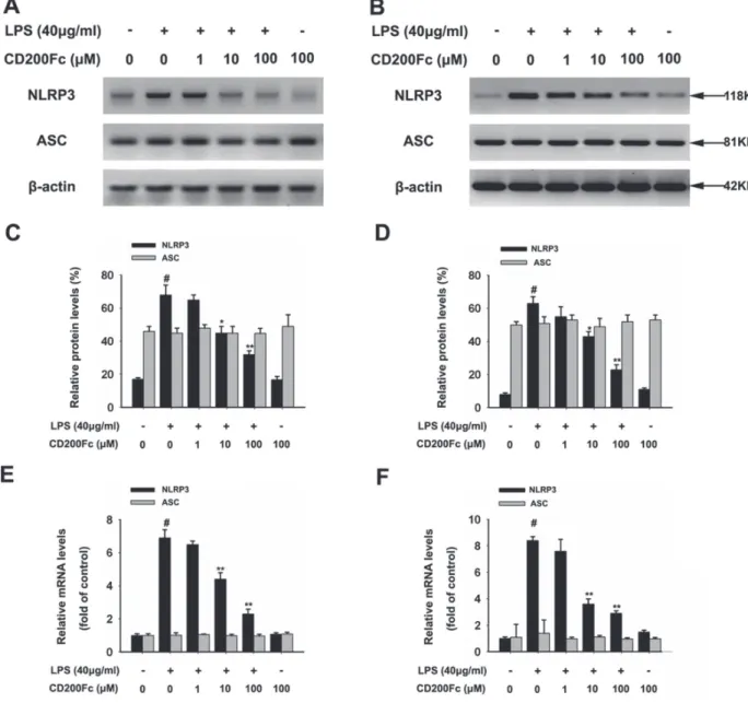 Figure 2: Effects of CD200Fc on the expression of NLRP3 inflammasome components in LPS-stimulated SiHa cells  and Caski cells